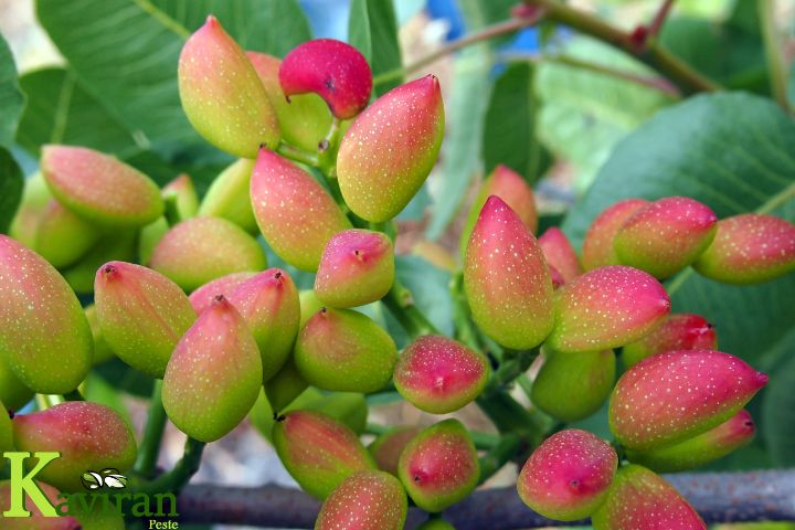 هر درخت پسته چند کیلو بار می_دهد (1)