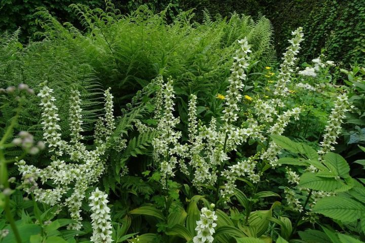 رفتار روغن کندش روی مو و پوست